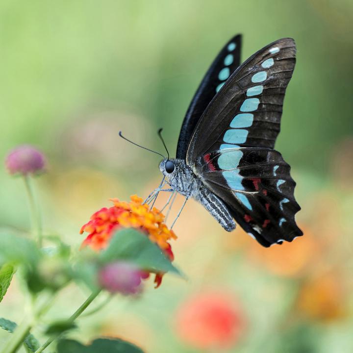 Image du produit Venus Optic Focale fixe 100 mm F2.8 2x Ultra Macro APO (Canon EF, Plein format)