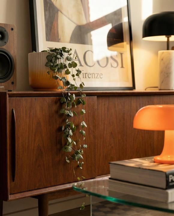 Immagine prodotto feey Leuchterpflanze (15 cm, Amichevole per gli animali, Appena rinvasata)