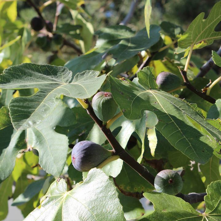 Produktbild Zulauf Feigenbaum / Ficus carica Dalmatie (60 cm)