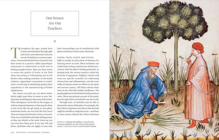 Produktbild National Geographic Die ganze Welt der Heilpflanzen (Deutsch, Mimi Prunella Hernandez, 2025)