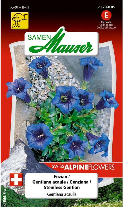 Samen Mauser Genziana (Semi di fiori)