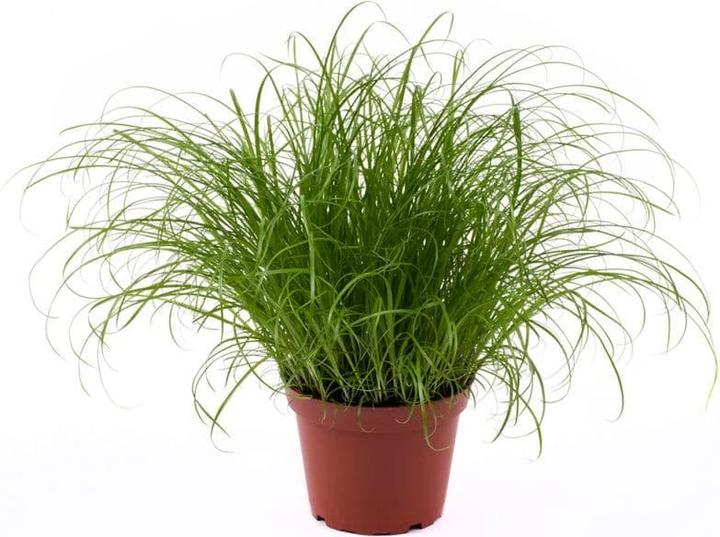Herbe à chat (Adulte, 1 pcs, 250 g)