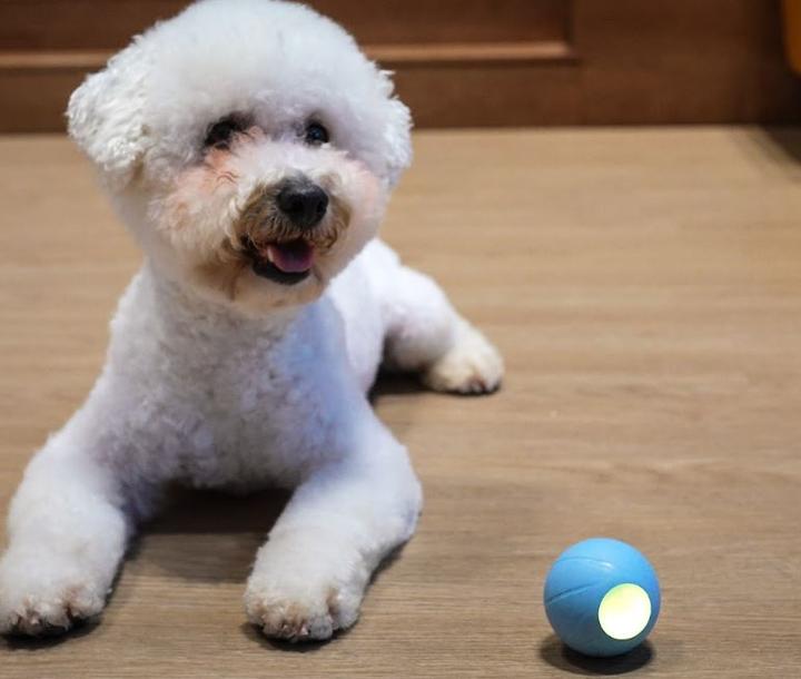 Produktbild Cheerble Ball W1 SE Interactive Pet Ball (Ballspielzeug Katze)