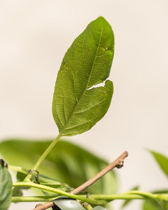 Actual product image feey Mini-Kiwi (500 cm)