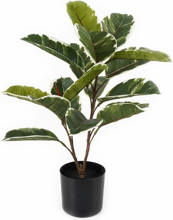 present time Oak Leaf (57 cm)
