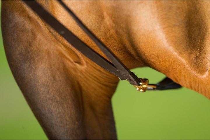 Produktbild HFI Master Zügel