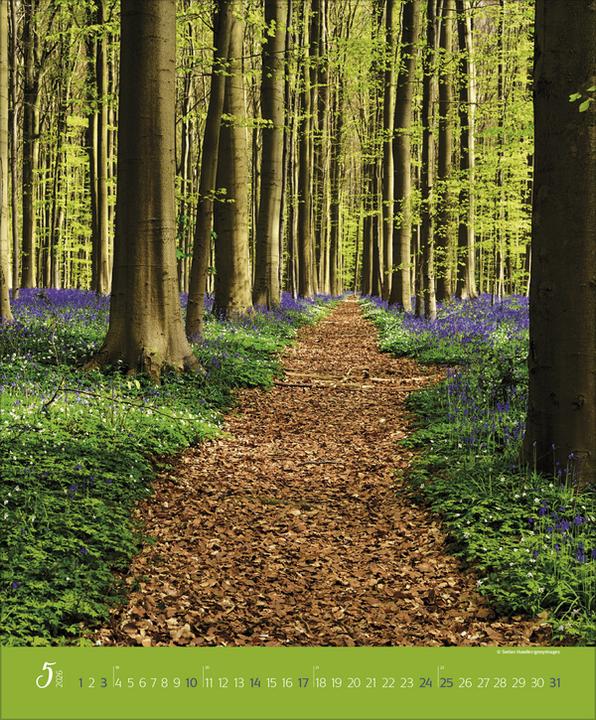 Produktbild AugenblickeimWald2026 (Spezial)