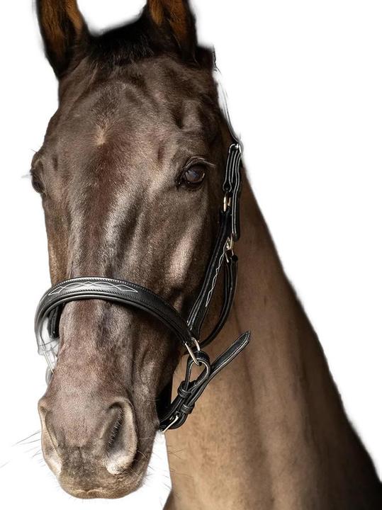 Immagine prodotto Hy ProPresicce Pelle Cavezza per Cavallo