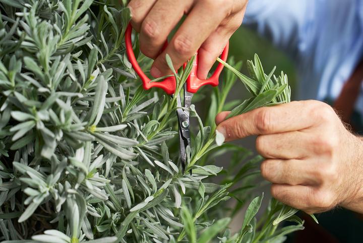 Produktbild Felco 420 Trimmschere