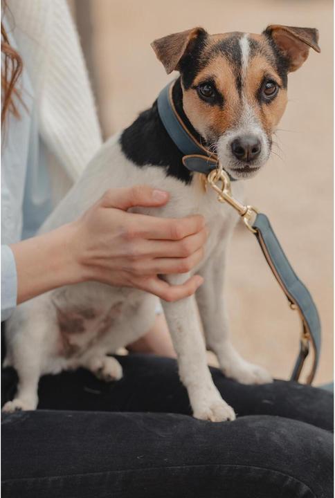 Produktbild Kentucky Dogwear Hundeleine Vegan Leather (Hund)