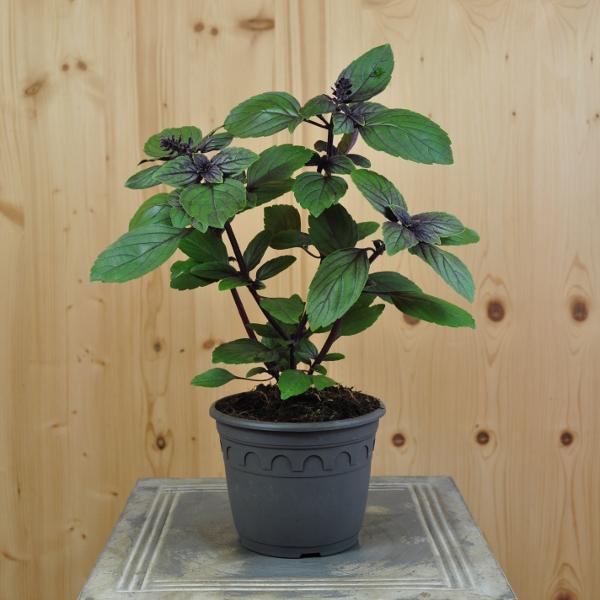 Säntispracht 3 er Set, Strauchbasilikum - Ocimum basilicum Magic Blue (60 cm)