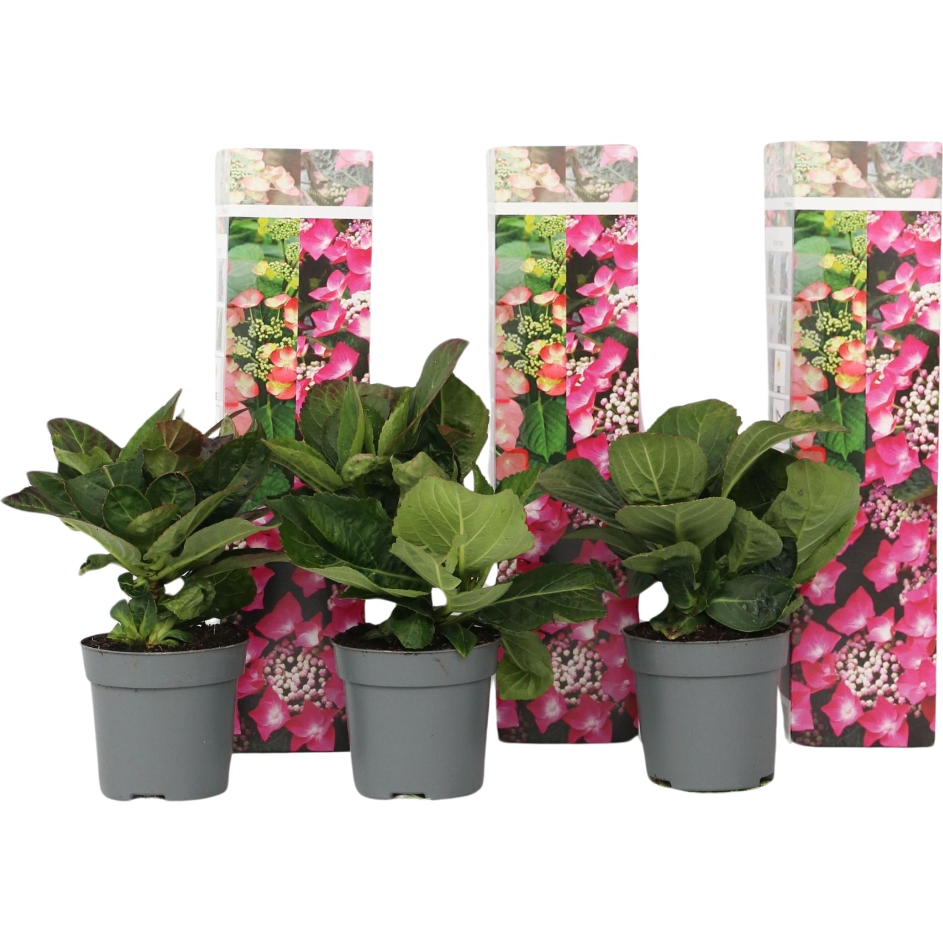 Plant in a Box, Pflanzen, Hydrangea macrophylla teller 'Red Bull' - 3er Set Hortensien (25 cm)