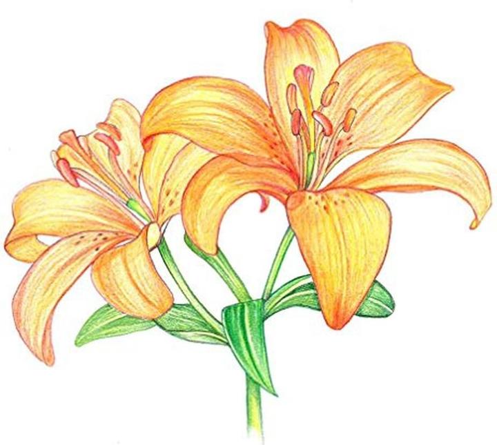 Actual product image Tombow Irojites (30 x)