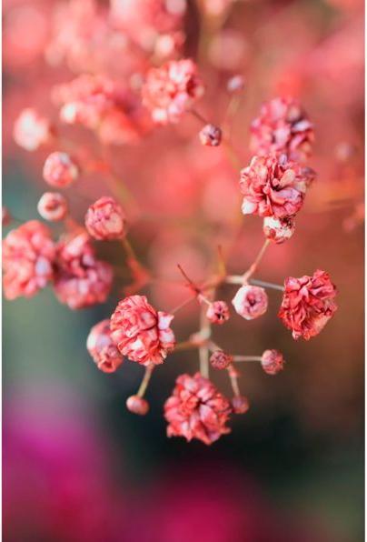 Image du produit Canon EOS R50 (24.20 Mpx, APS-C / DX)