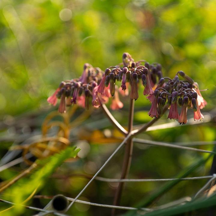 Productafbeelding Viltrox 50mm f2.0 Sony E (Sony E, Volledig formaat)