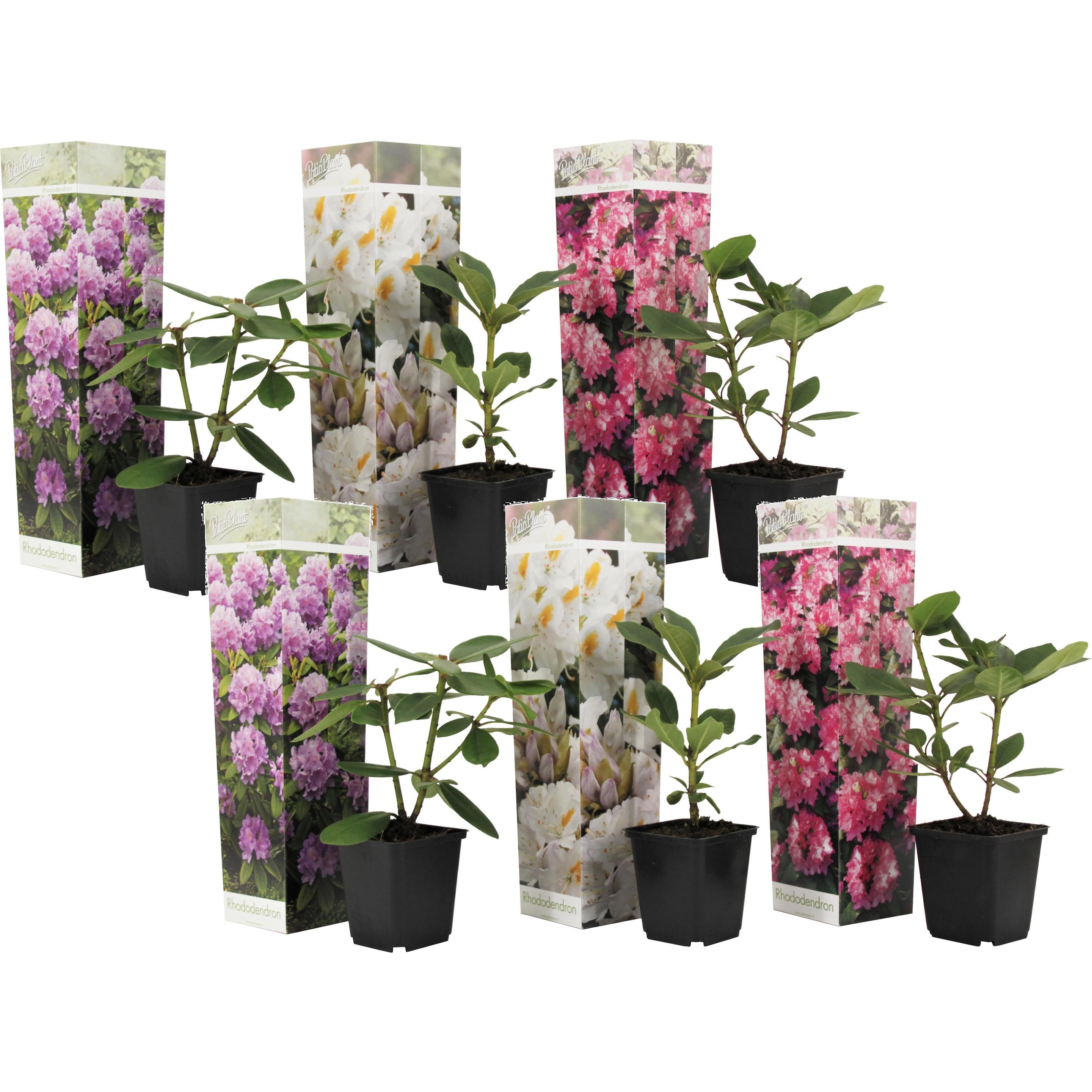 Plant in a Box, Pflanzen, Rhododendron catawbiense purple, Cunningham's White, Elegans Pink - 6er Set Gartenpflanzen (25...