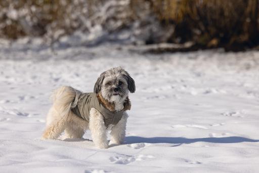 Immagine prodotto Designed by Lotte Cappotto per cani Philos (XXXXL, Cappotto per cani)