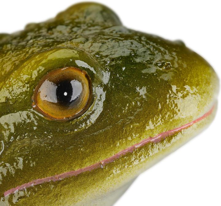 Image du produit Relaxdays Frosch