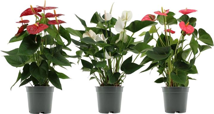wood plant stands indoor 7-Tier Flower Wood Stand Plant Display Rack Storage Shelf
