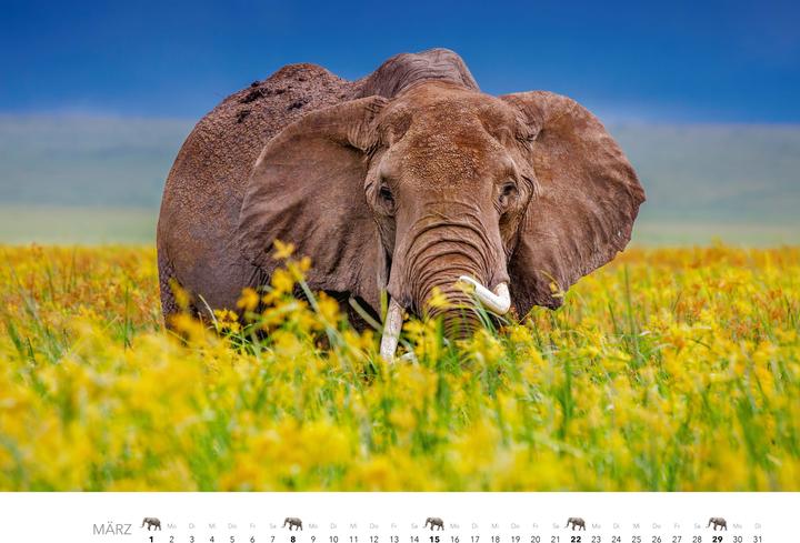 Produktbild Elefanten Kalender 2026