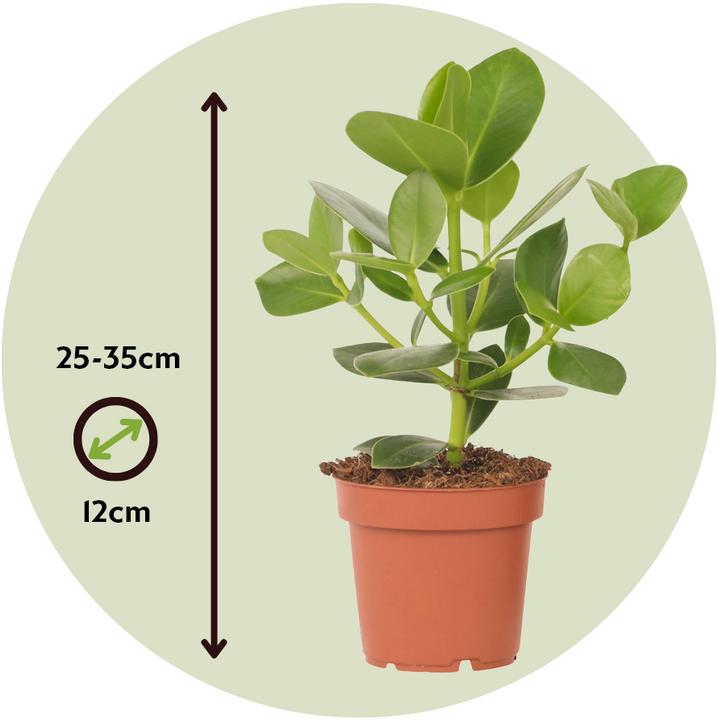 Produktbild Plant in a Box Clusia rosea Princess - 2er Set (25 cm)