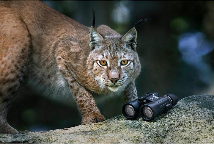 Immagine prodotto Steiner Binocolo Wildlife 10x42 (10 x, 42 mm)