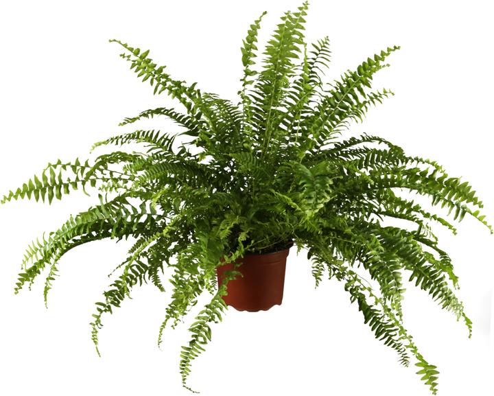 Nephrolepis exaltata Bostoniensis P17 (50 cm)