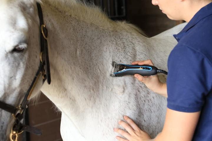 Produktbild Oster Hundescherkopf Motormaschine (Hund)