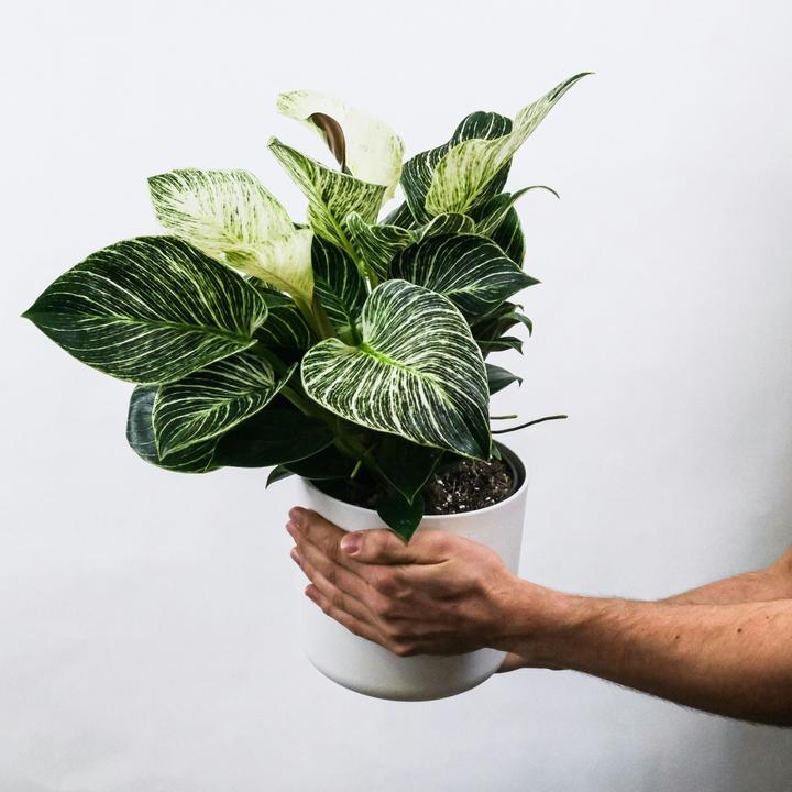 Actual product image Plant in a Box Aphelandra squarrosa Botanica - Set of 2 Zebraweed (25 cm)