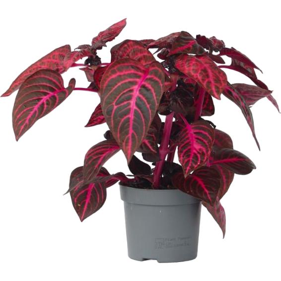 Plant in a Box, Pflanzen, Iresine Herbstii - Blutblatt (20 cm)
