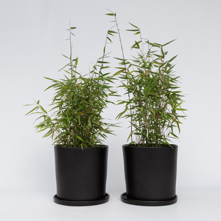 Actual product image Plant in a Box Fargesia nitida 'Red Dragon' - Set of 4 Red Dragon Bamboo (60 cm)