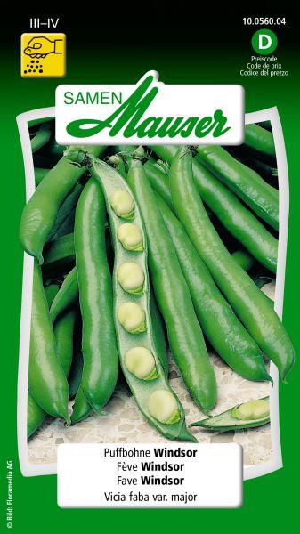Actual product image Samen Mauser Windsor Broad Bean (Vegetable seeds)