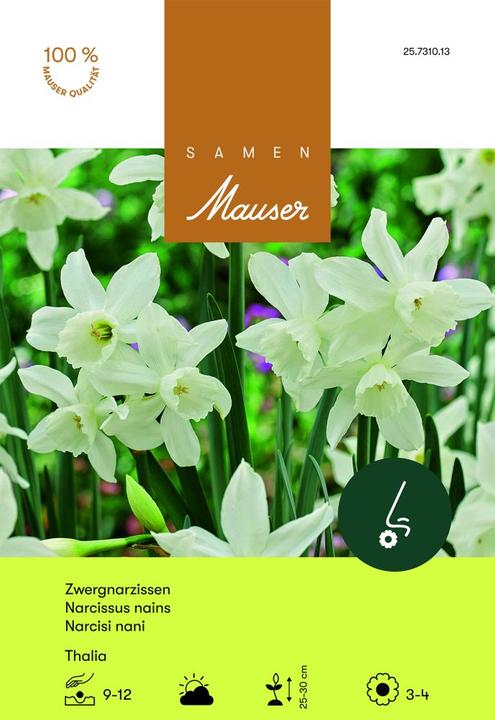 Produktbild Samen Mauser Thalia Zwergnarzisse (Blumenzwiebeln)