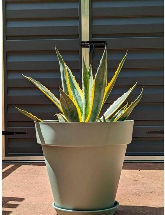 Produktbild Riviera Blumentopf Ø 50 cm