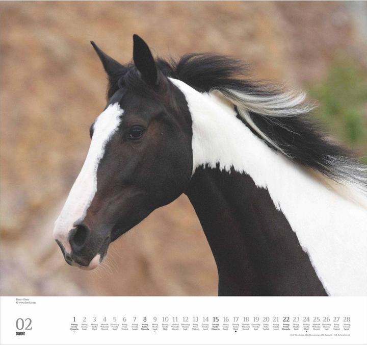 Immagine prodotto Geliebte Pferde 2026 – DUMONT-Wandkalender – Pferdefotografie von Christiane Slawik Format – 38,0 x