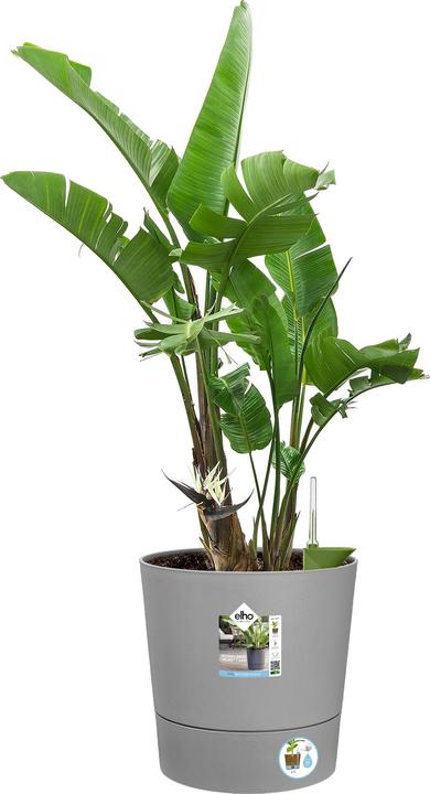 Produktbild Elho Blumenschale (35 x 34 cm)