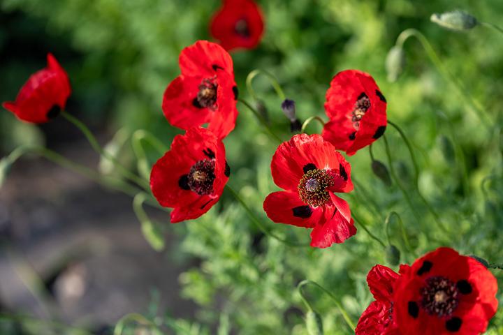 Immagine prodotto Zollinger Bio Papavero, coccinella (annuale)