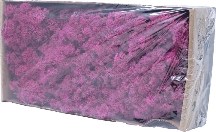 Actual product image Flowerbox Iceland moss
