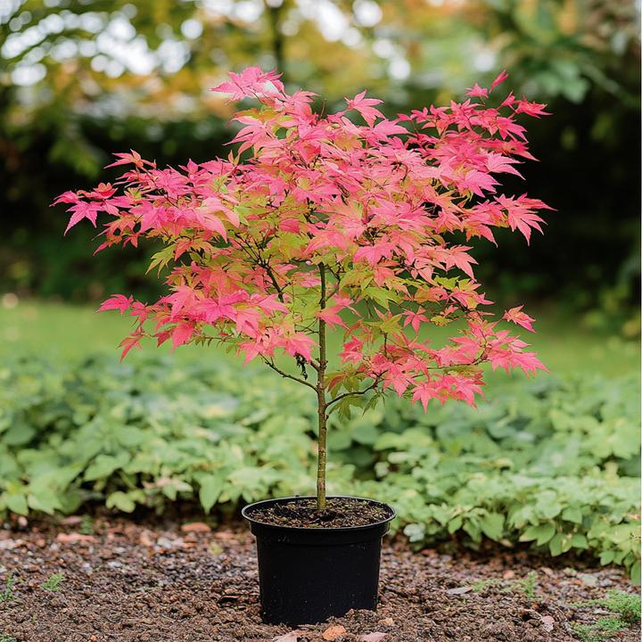 Actual product image Plant in a Box Acer palmatum 'Beni Maiko' - Maple tree (70 cm)