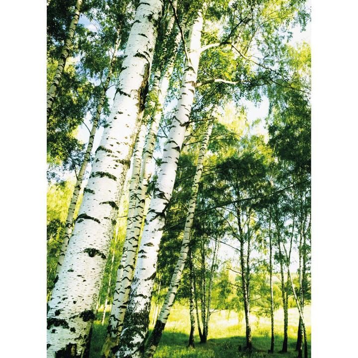 Actual product image Trenddeko Sunshine Forest (192 x 260 cm)