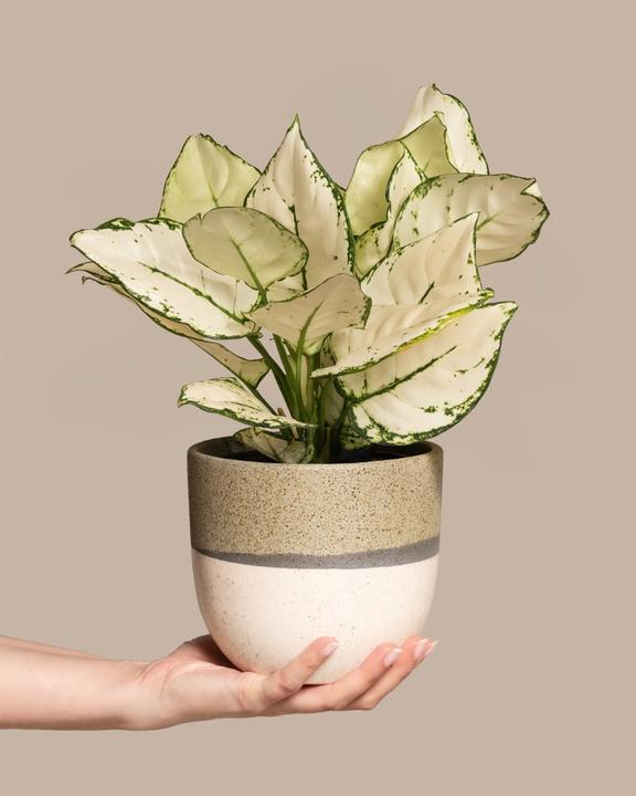 Produktbild feey Aglaonema Kiwi (25 cm, Frisch umgetopft)