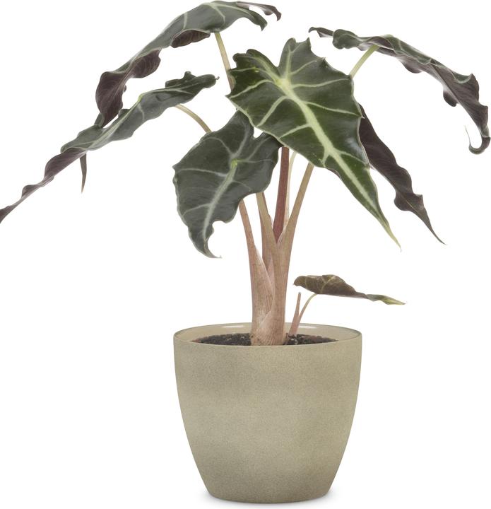 Image du produit Scheurich Stone (28 x 25.20 cm)