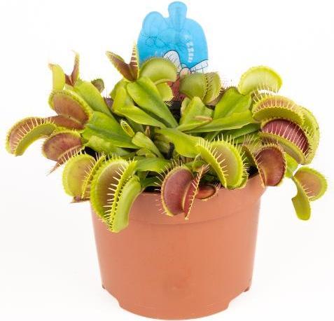 Produktbild Plantlovers Dionaea muscipula (Venusfliegenfalle) (20 cm, Tierfreundlich)