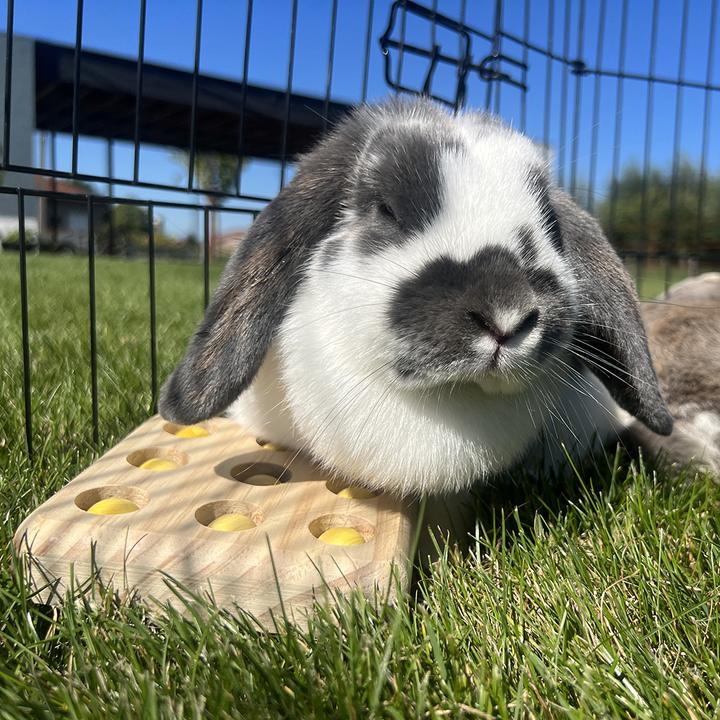 Actual product image Duvoplus wooden toy for rodents and rabbits sniffle 'n snack puzzle gus