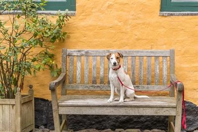 Actual product image Trixie Premium leash (L, XL, Dog, Dog sport)