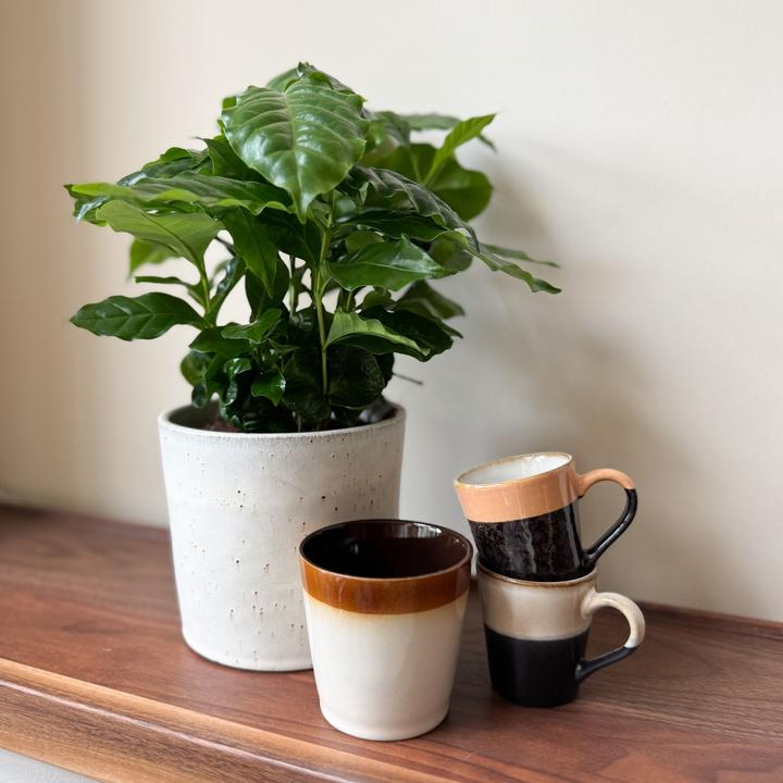 Produktbild Plant in a Box Coffea arabica - 2er Set Kaffeepflanze (25 cm)
