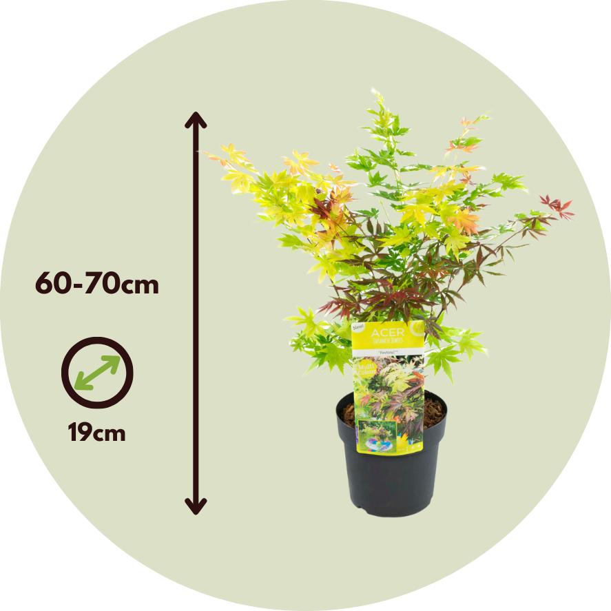 Thumbnail - Plant in a Box, Pflanzen, Acer palmatum 'Festival' - 2er Set Ahornbäume (60 cm)