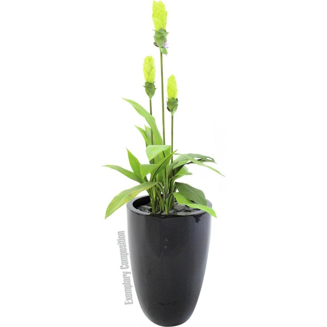 Thumbnail - Europalms, Bilderrahmen, LEICHTSIN CUP-69, schwarz, glänzend