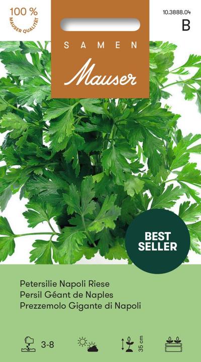 Actual product image Samen Mauser Parsley Napoli Giant (Herb seeds)