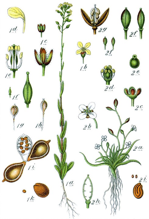 Produktbild Zollinger Bio Leindotter (einjährig) (Keimlinge)